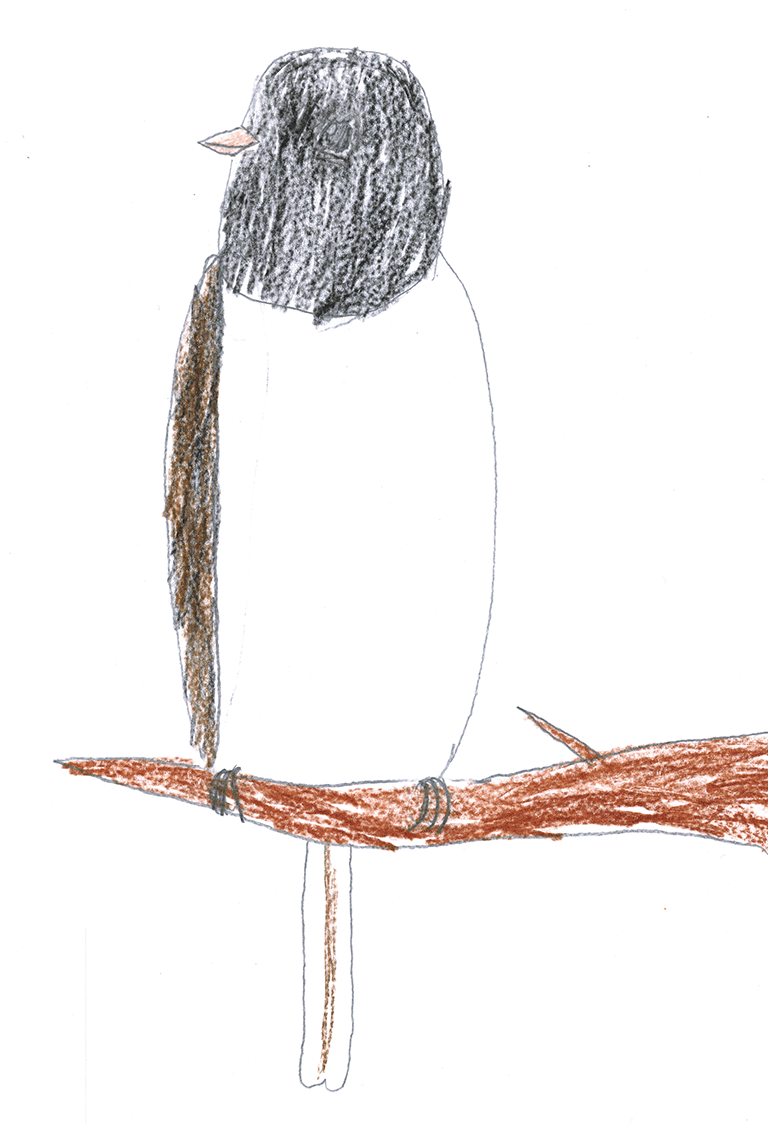 junco on a branch