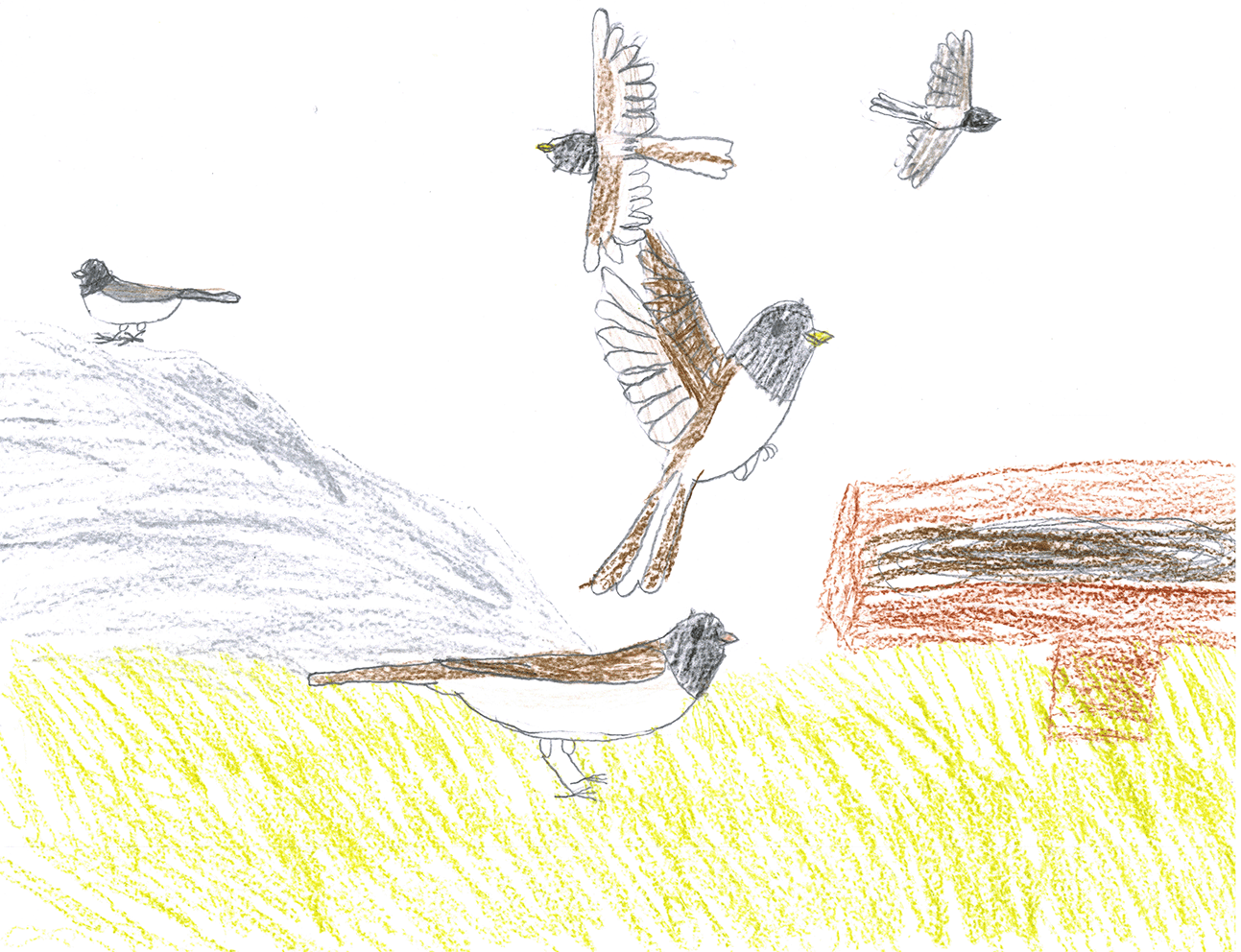 flock of juncos drawing