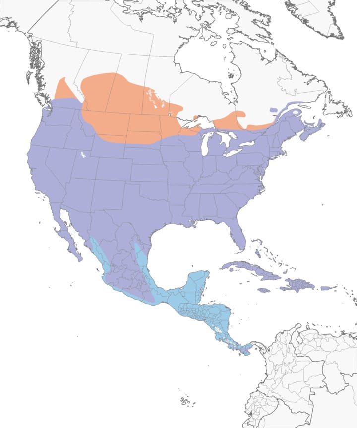 Mourning Dove range map